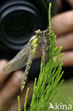 Beekrombout (Gomphus vulgatissimus) 