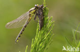 Beekrombout (Gomphus vulgatissimus) 