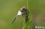 Beekrombout (Gomphus vulgatissimus) 