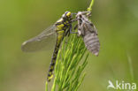 Beekrombout (Gomphus vulgatissimus) 