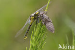 Beekrombout (Gomphus vulgatissimus) 