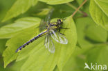 Beekrombout (Gomphus vulgatissimus) 