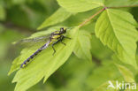 Beekrombout (Gomphus vulgatissimus) 