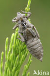 Beekrombout (Gomphus vulgatissimus) 