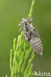 Beekrombout (Gomphus vulgatissimus) 