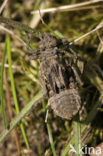 Beekrombout (Gomphus vulgatissimus) 