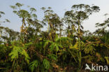 Giant Hogweed (Heracleum mantegazzianum)