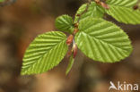 Beuk (Fagus sylvatica)