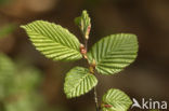 Beuk (Fagus sylvatica)