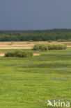 Biebrza National Park