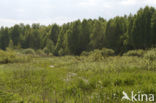 Biebrza National Park