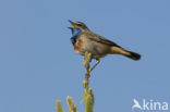 Blauwborst (Luscinia svecica)