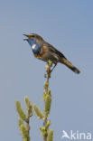 Blauwborst (Luscinia svecica)