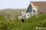 Northern Harrier