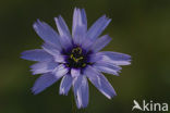 Blauwe strobloem (Catananche caerulea)