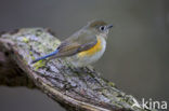 Red-flanked Bluetail (Tarsiger cyanurus)