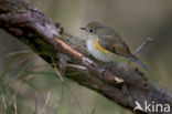 Red-flanked Bluetail (Tarsiger cyanurus)