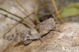 Blue-winged grasshopper (Oedipoda caerulescens)