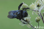 Blauwzwarte Houtbij (Xylocopa violacea) 