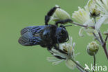 Carpenter Bee (Xylocopa violacea)