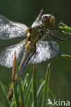 Bloedrode heidelibel (Sympetrum sanguineum)