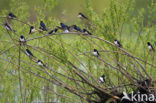 Boerenzwaluw (Hirundo rustica) 