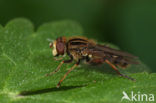 Hoverfly (Anasimyia interpuncta)