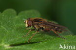 Bokserwaterzwever (Anasimyia interpuncta)