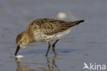 Bonte Strandloper (Calidris alpina)