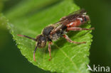 Borstelwespbij (Nomada stigma) 