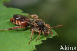 Borstelwespbij (Nomada stigma) 