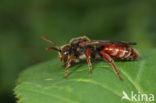 Wasp-bee (Nomada stigma)