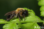 Bosbesbij (Andrena lapponica)