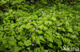 Wood Speedwell (Veronica montana)