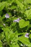 Wood Speedwell (Veronica montana)