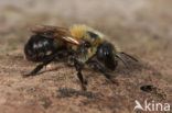 Bosmetselbij (Osmia uncinata)