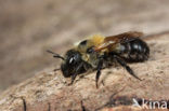 Bosmetselbij (Osmia uncinata)