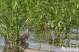 Bosruiter (Tringa glareola)