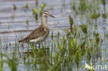 Wood Sandpiper (Tringa glareola)