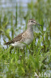 Wood Sandpiper (Tringa glareola)