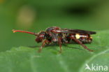 Boswespbij (Nomada opaca) 