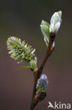 Boswilg (Salix caprea)