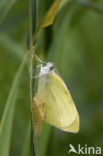 Wood White (Leptidea sinapis)
