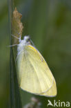 Wood White (Leptidea sinapis)