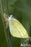 Wood White (Leptidea sinapis)