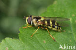 Hoverfly (Dasysyrphus albostriatus)