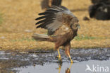 Bruine Kiekendief (Circus aeruginosus)