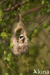 Eurasian Penduline-Tit (Remiz pendulinus)