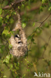 Eurasian Penduline-Tit (Remiz pendulinus)