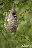 Eurasian Penduline-Tit (Remiz pendulinus)